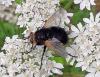 Tachina grossa